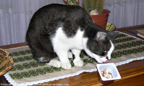 Photo de Chat domestique