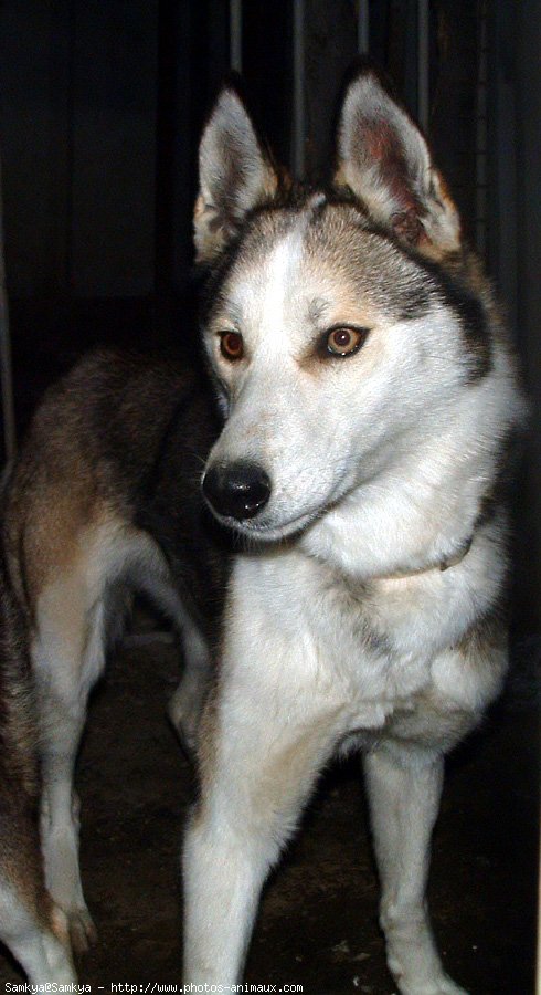 Photo de Husky siberien