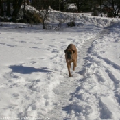 Photo de Boxer