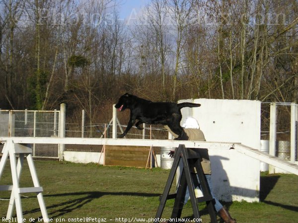 Photo de Labrador retriever