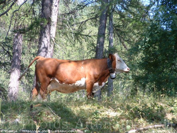 Photo de Vache