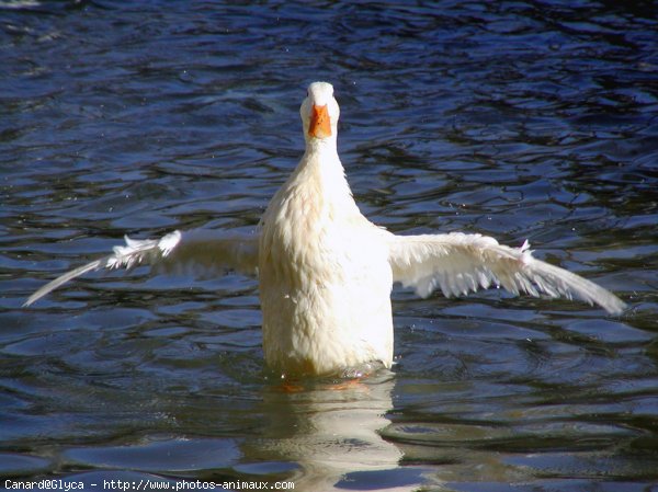 Photo de Canard