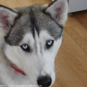 Photo de Husky siberien