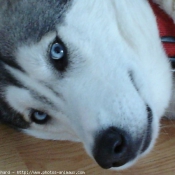 Photo de Husky siberien