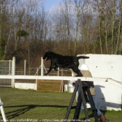 Photo de Labrador retriever