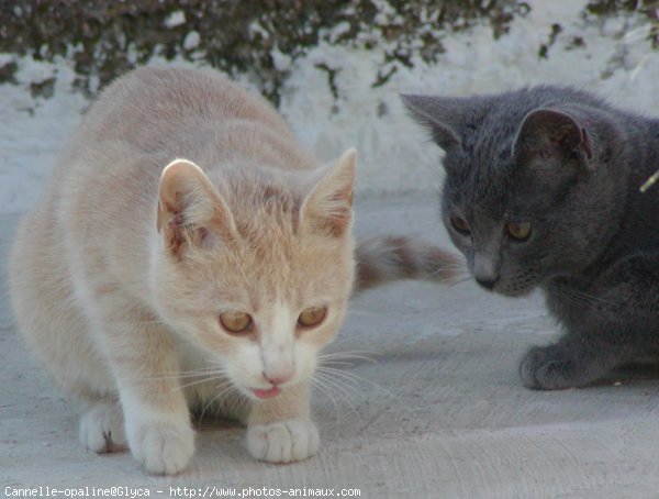 Photo de Chat domestique