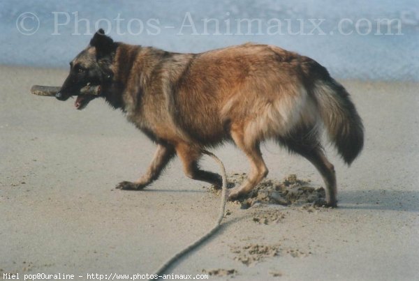 Photo de Berger belge tervueren