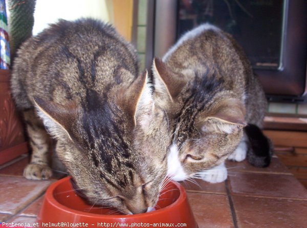 Photo de Chat domestique