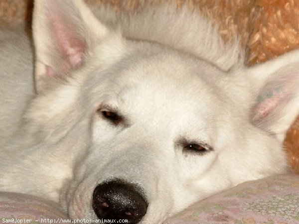 Photo de Berger blanc suisse