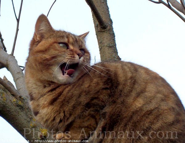 Photo de Chat domestique