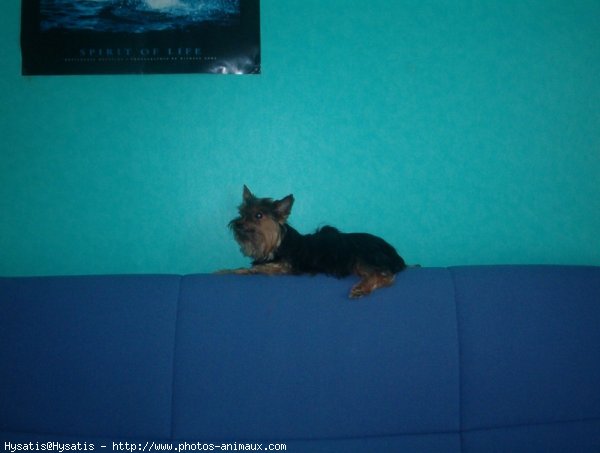 Photo de Yorkshire terrier