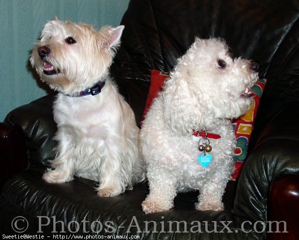 Photo de West highland white terrier