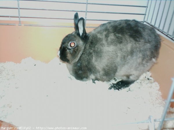 Photo de Lapin