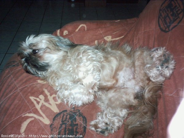 Photo de Shih tzu