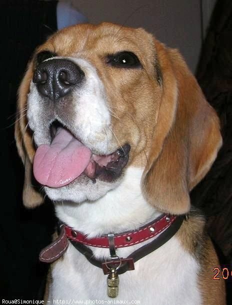 Photo de Beagle