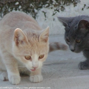 Photo de Chat domestique