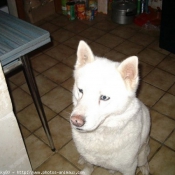 Photo de Husky siberien