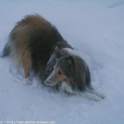 Photo de Chien de berger des shetland