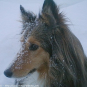 Photo de Chien de berger des shetland