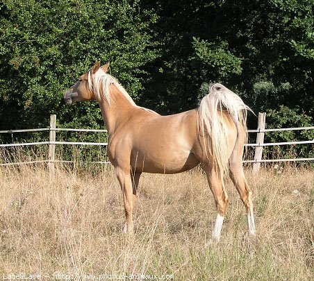 Photo de Palomino