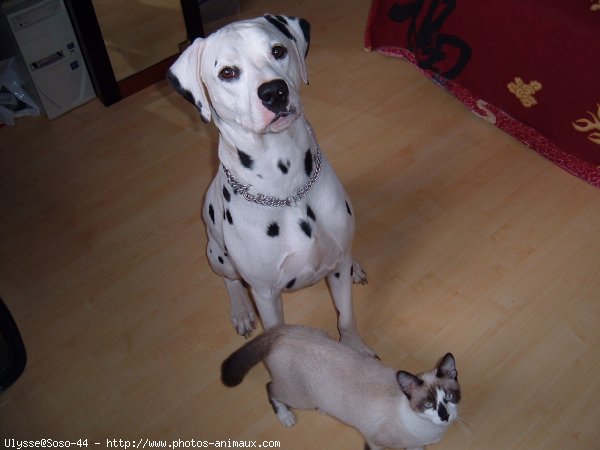 Photo de Dalmatien