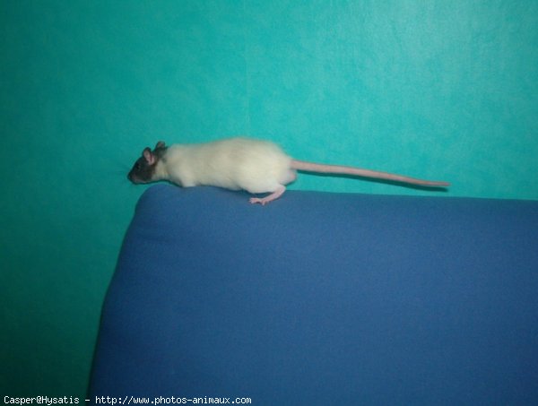 Photo de Rat