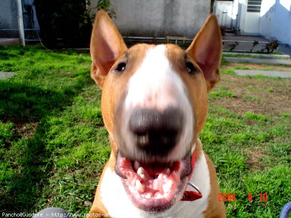 Photo de Bull terrier