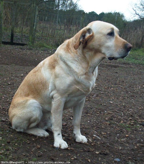 Photo de Labrador retriever