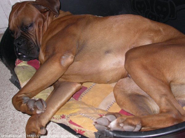 Photo de Boxer