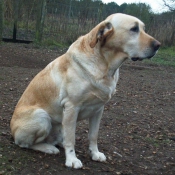 Photo de Labrador retriever