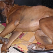 Photo de Boxer