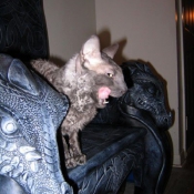 Photo de Cornish rex