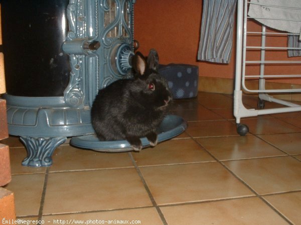 Photo de Lapin