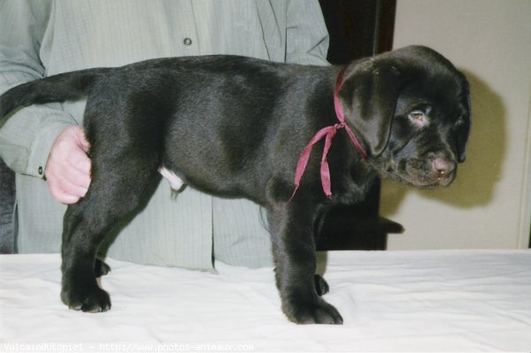 Photo de Labrador retriever