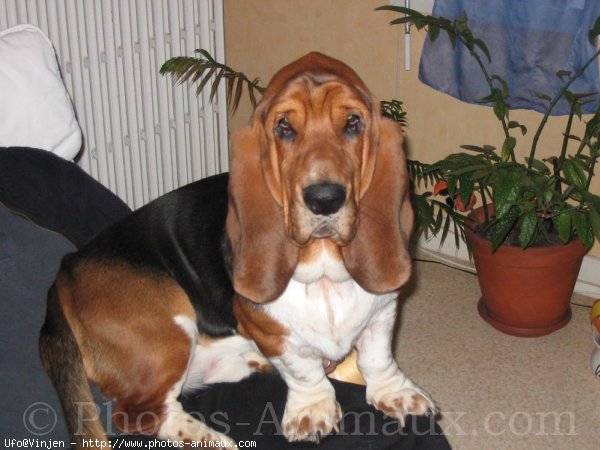 Photo de Basset hound