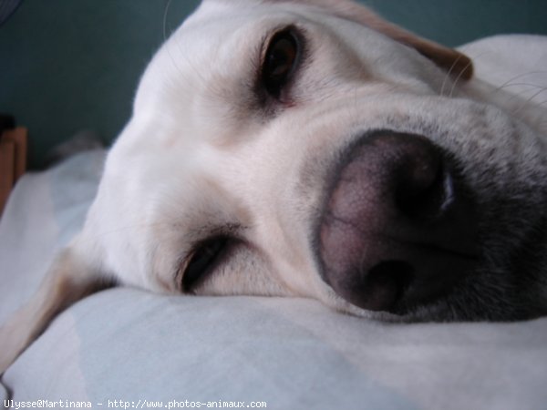 Photo de Labrador retriever