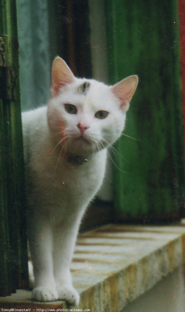 Photo de Chat domestique