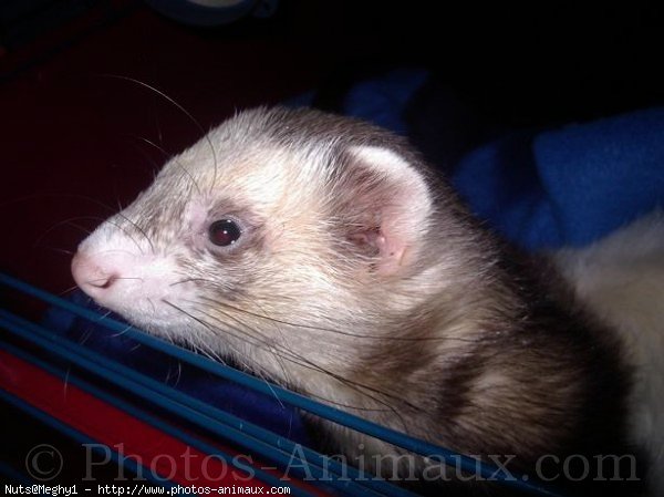 Photo de Furet