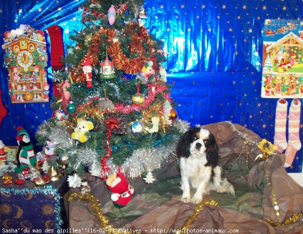 Photo de Cavalier king charles spaniel