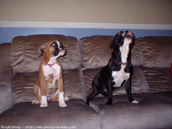 Photo de Boxer