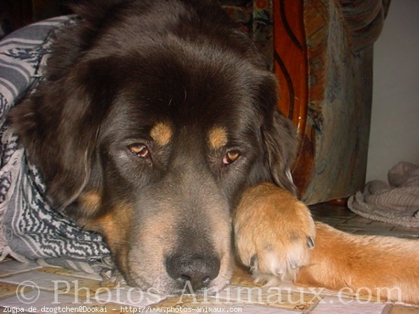 Photo de Dogue du tibet