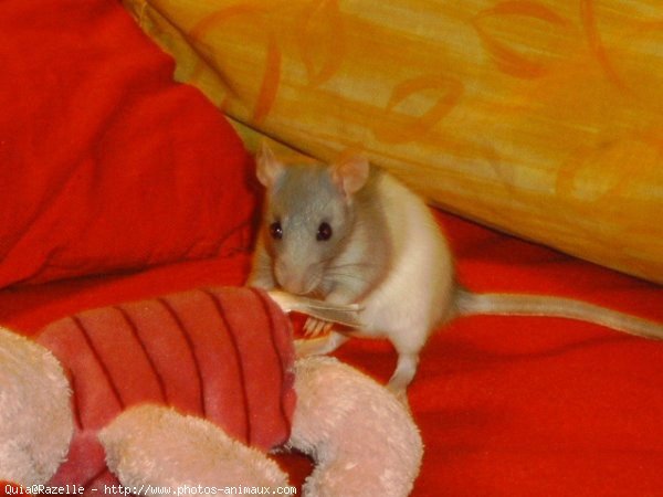 Photo de Rat