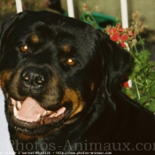 Photo de Rottweiler