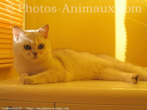 Photo de British shorthair