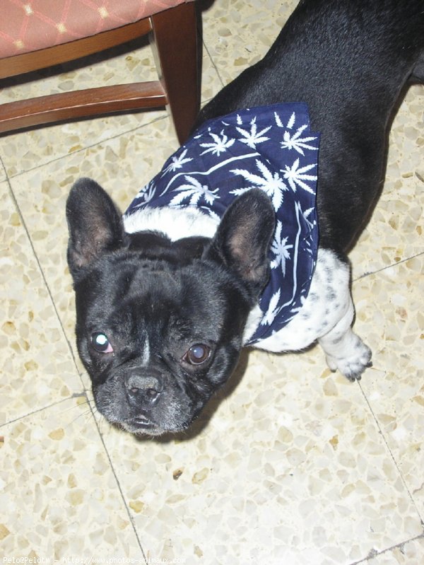 Photo de Bouledogue franais