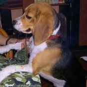 Photo de Beagle