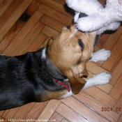 Photo de Beagle