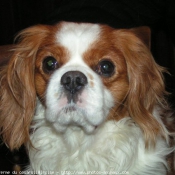 Photo de Cavalier king charles spaniel