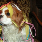 Photo de Cavalier king charles spaniel