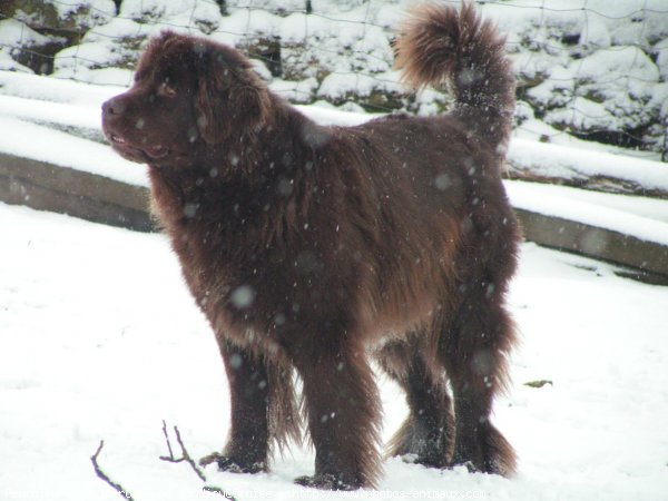 Photo de Chien de terre-neuve